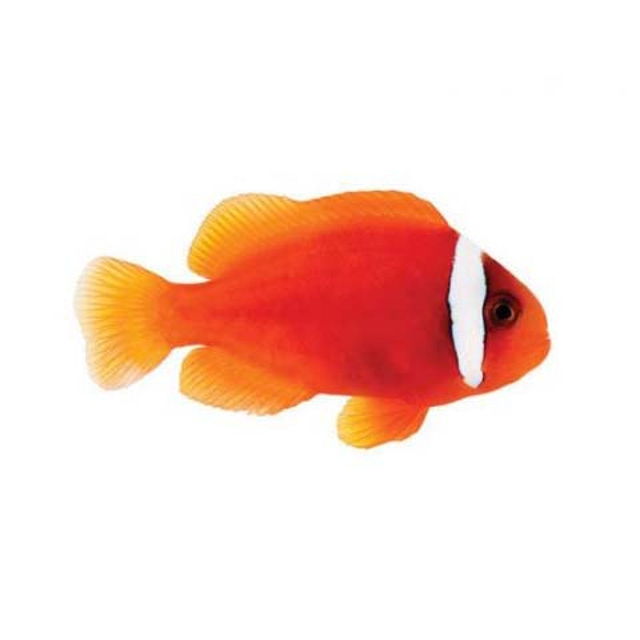 Tomato Clownfish Tank Raised