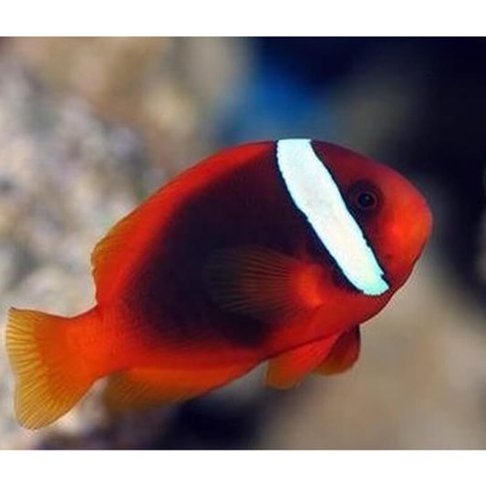 Tomato Clownfish Tank Raised