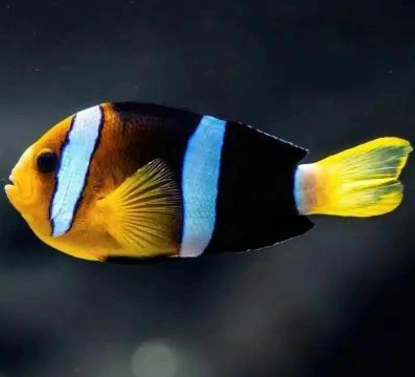 Black Clarkii Clownfish Tank Raised