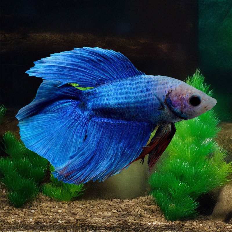 Halfmoon Double Tail Betta Male – Wet Pets Aquatics