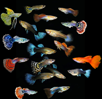 Guppy - Mixed Colors Males and Females