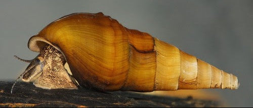 Hercules Snail
