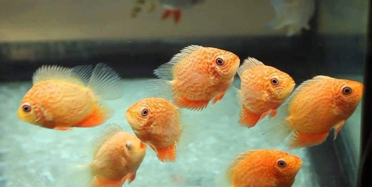 Cichlid - Red Spot Gold Severum