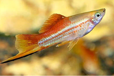 Blushing Swordtails - Locally Bred