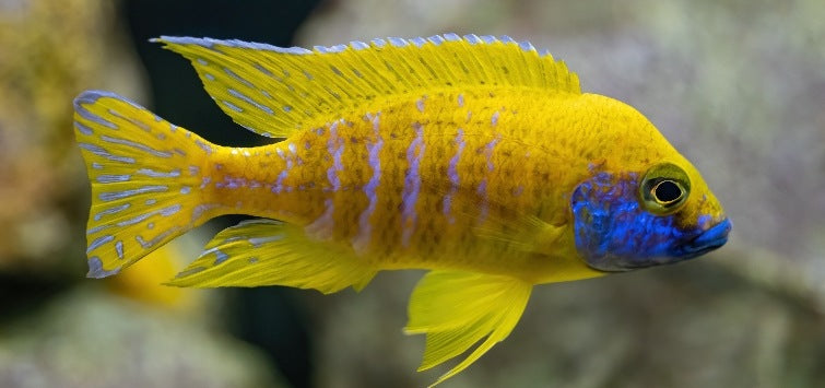 Sunshine Peacock Cichlid