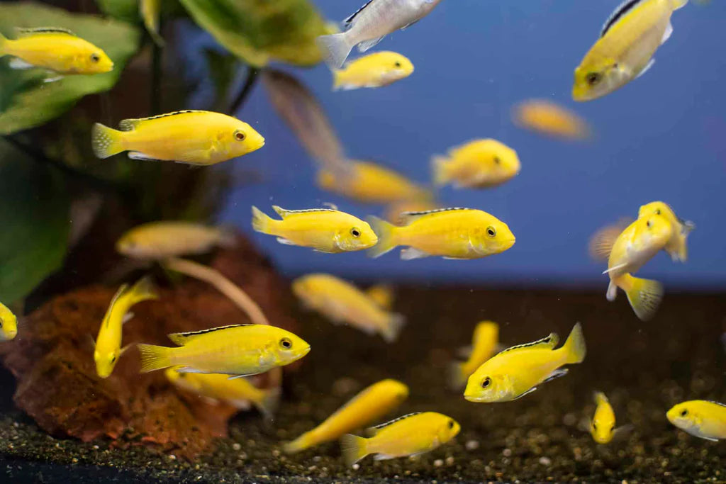 Cichlid - Yellow Lab