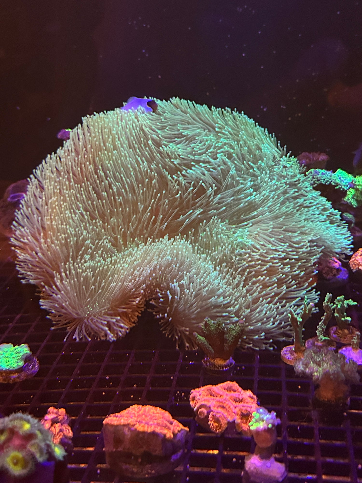 WYSIWYG Corals