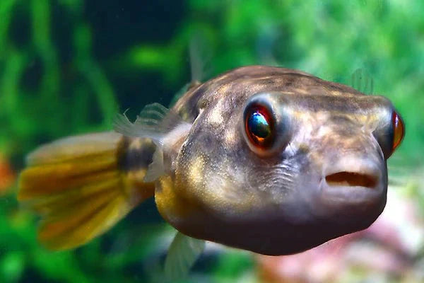 Freshwater Puffers