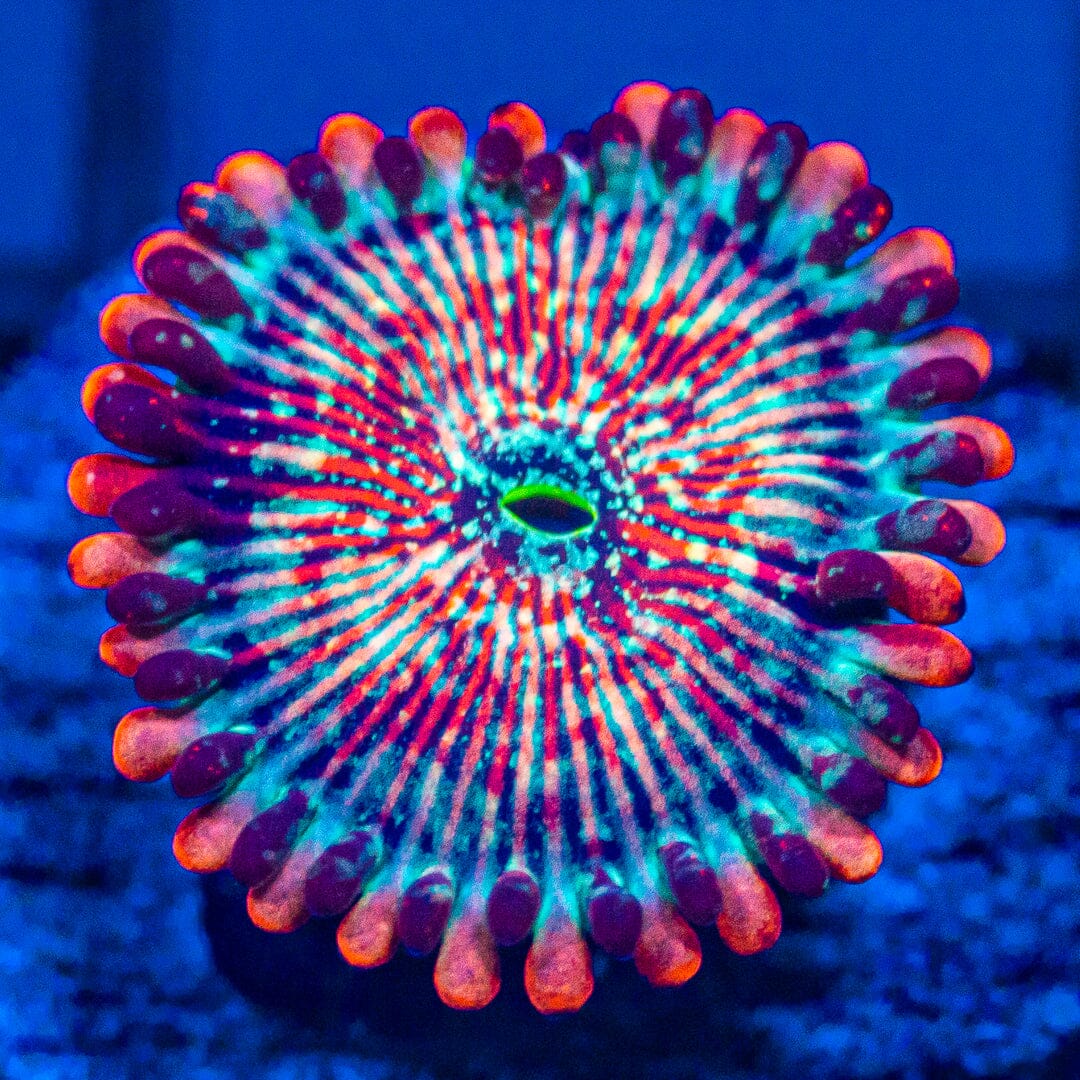 Coral - Zoas