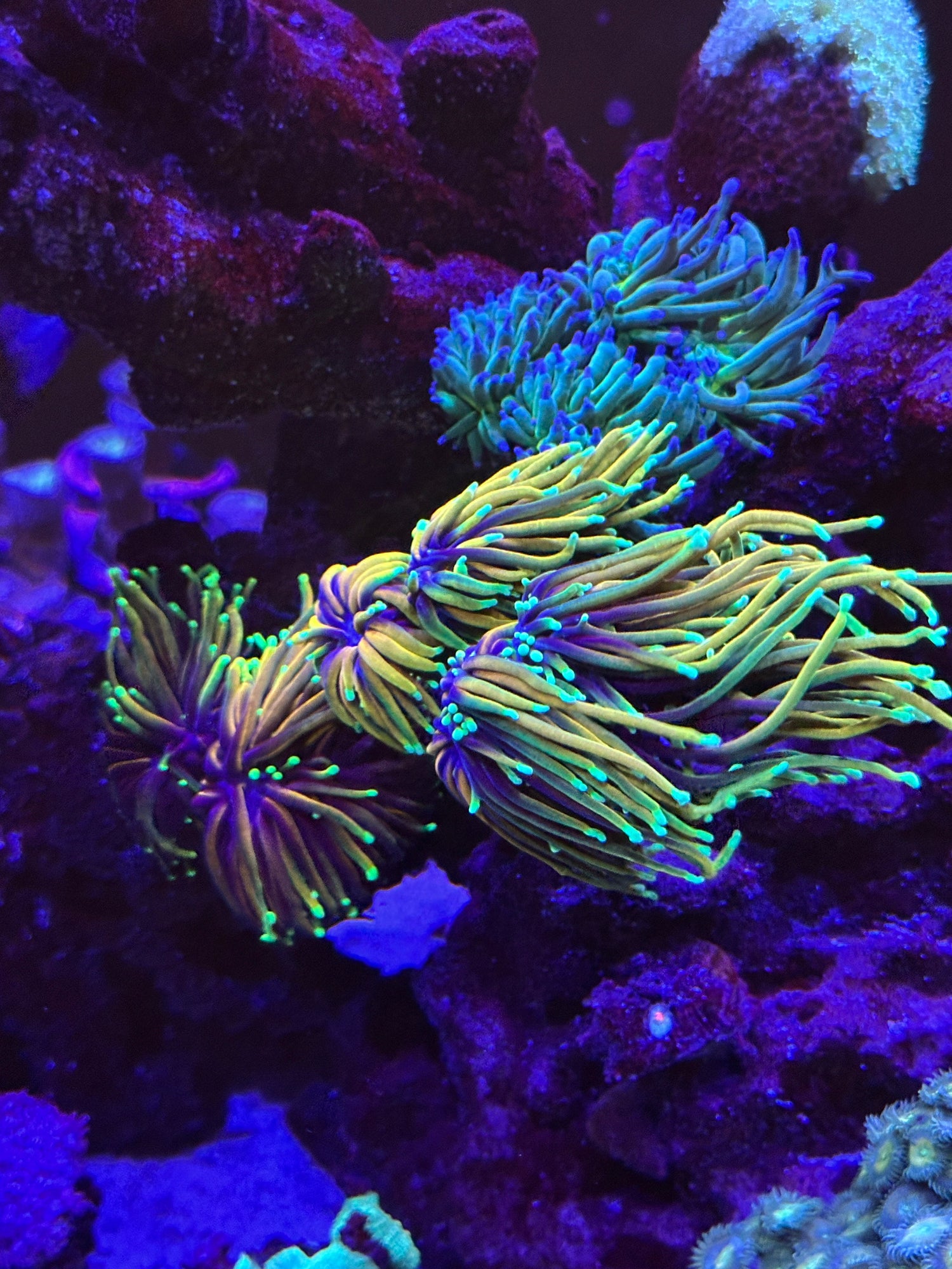 Coral - LPS