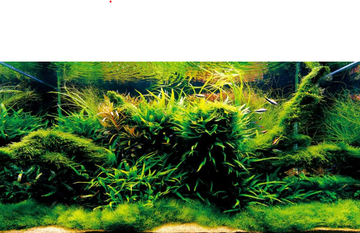 Plants