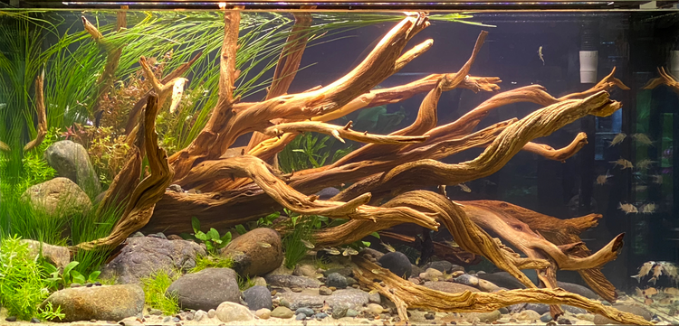 Aquascaping