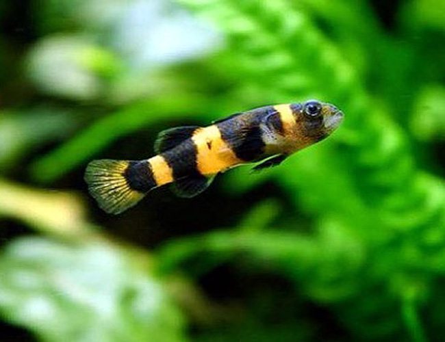 Freshwater Goby