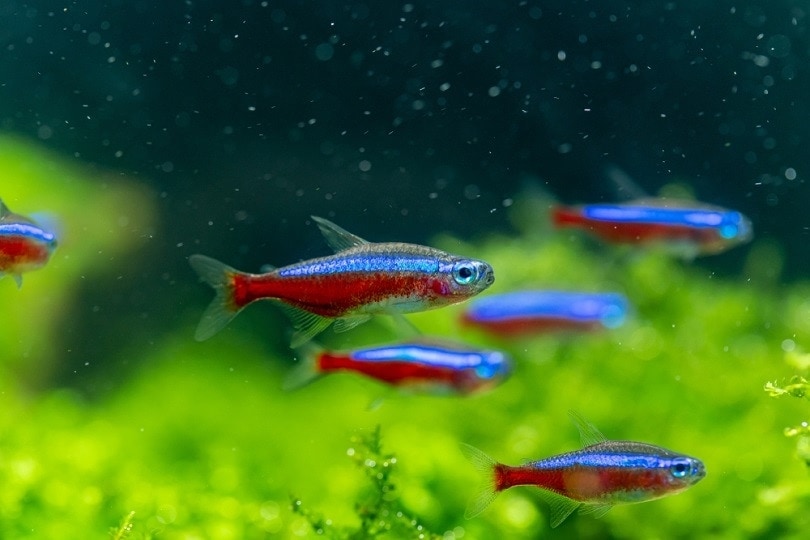 Freshwater Tetra