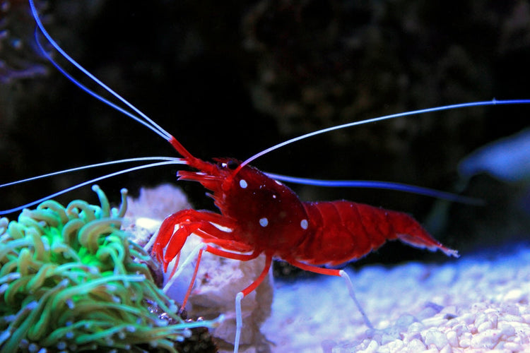 Marine Invertebrates