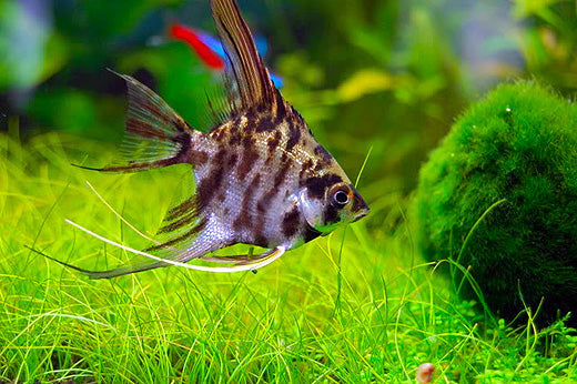 Freshwater Angelfish