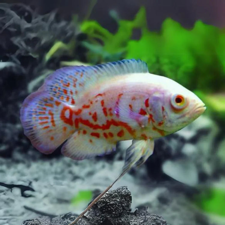 South / Central American Cichlids