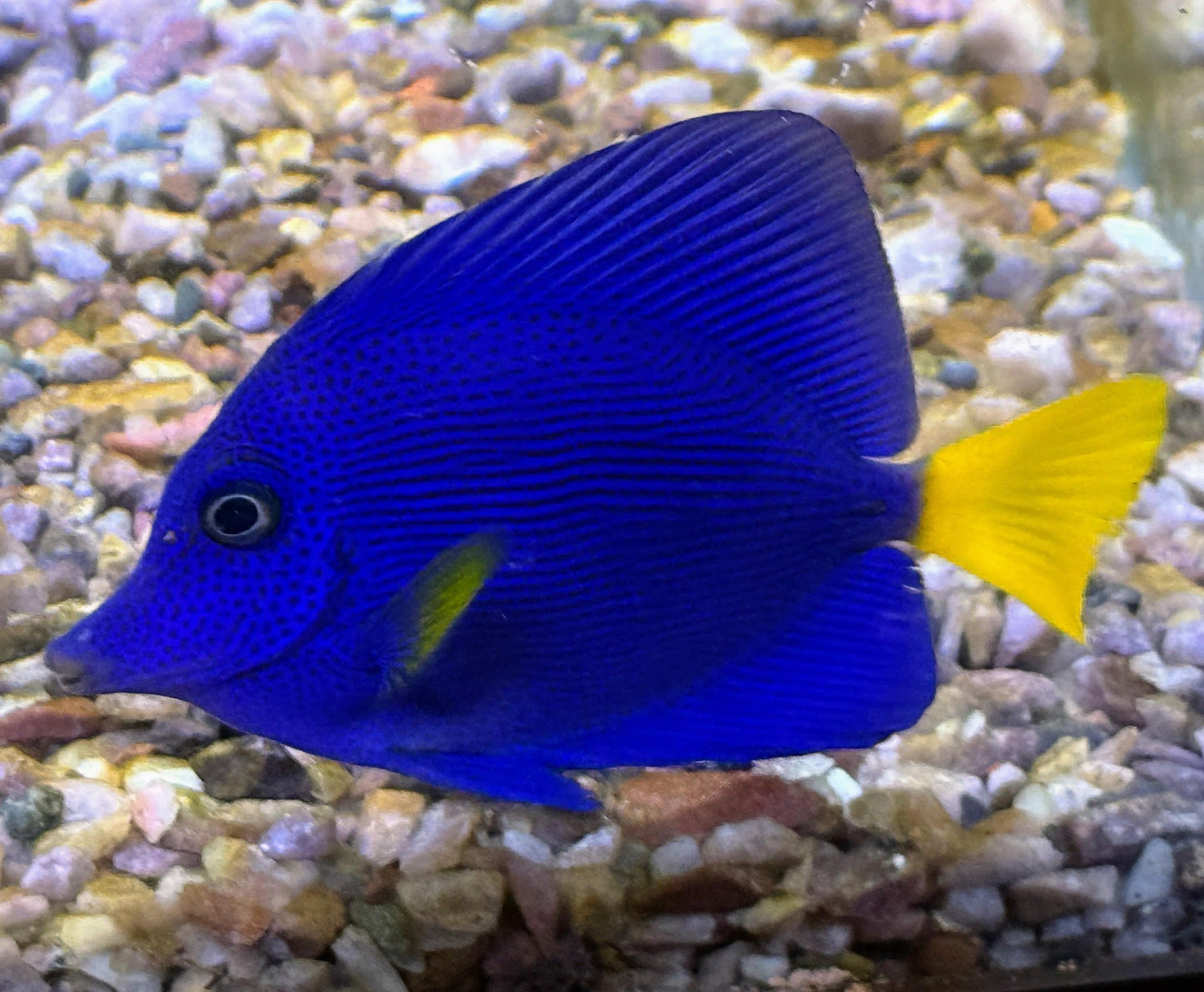 Marine Fish