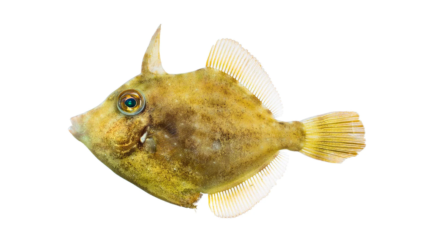 Marine Filefish