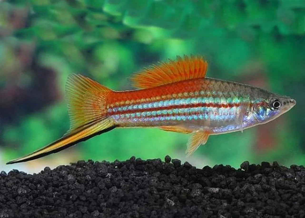 Freshwater Swordtails