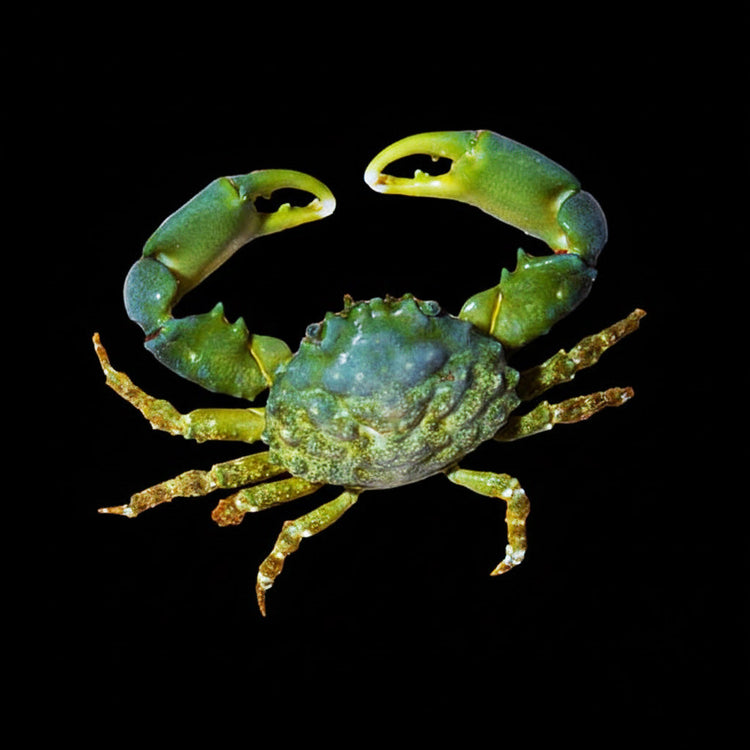 Marine Crab