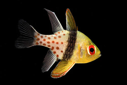 Marine Cardinalfish