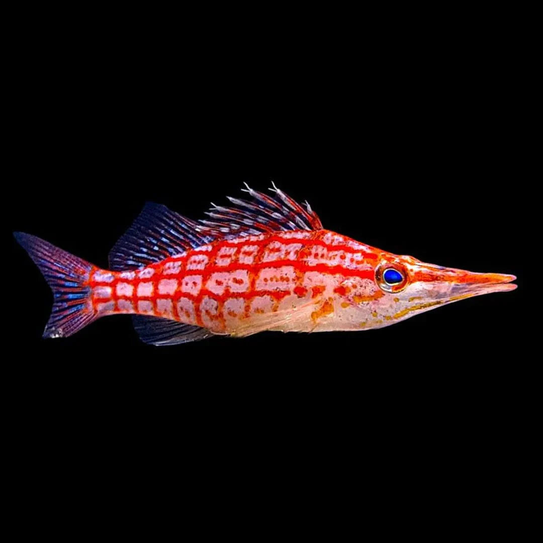 Maine Hawkfish