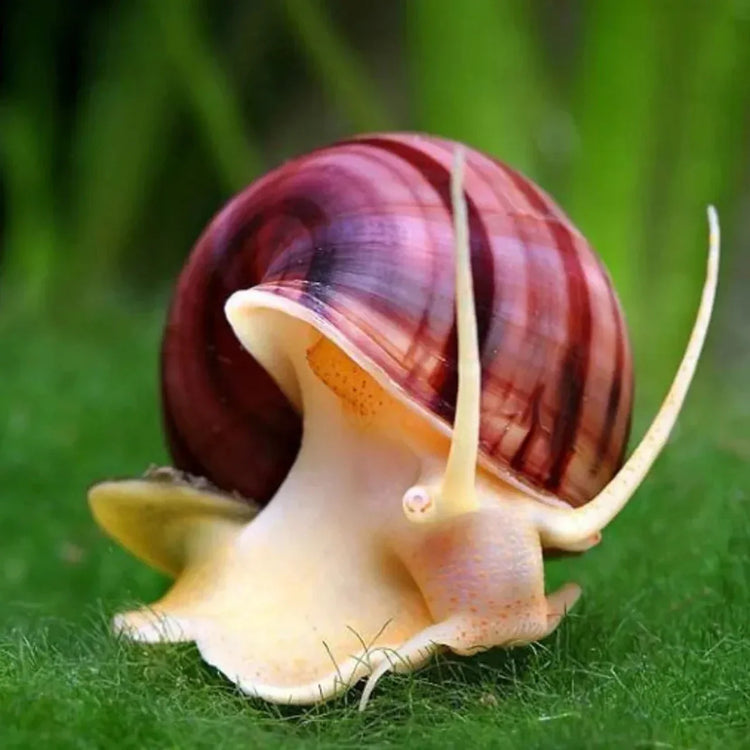 Freshwater Invertebrates