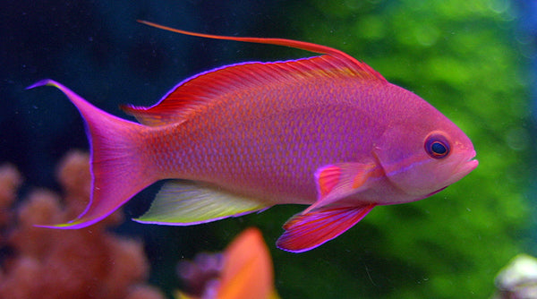 Anthias