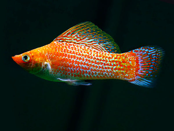 Freshwater Molly