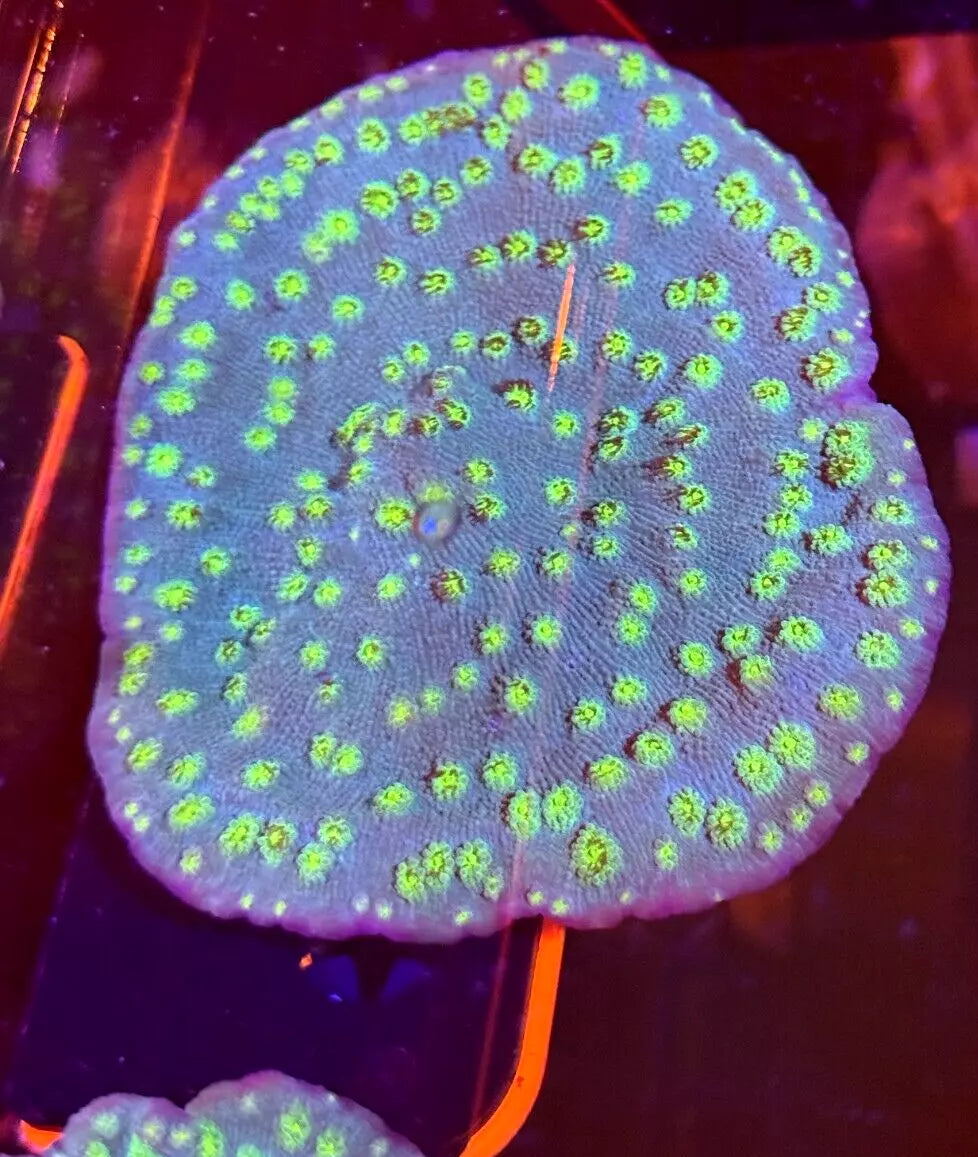 Coral - SPS