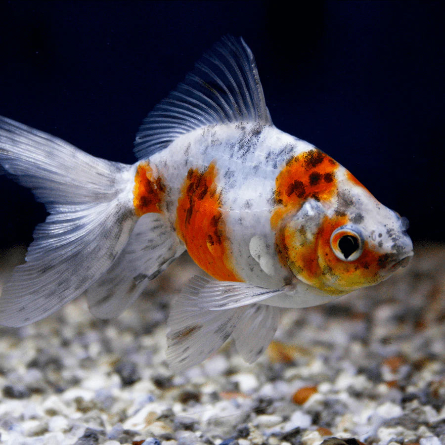 Freshwater Goldfish