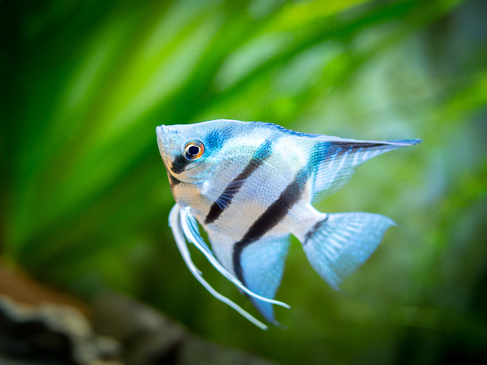 Acuatic Fish Wet Pets Aquatics - Lumberton - Aquarium Fish and Corals