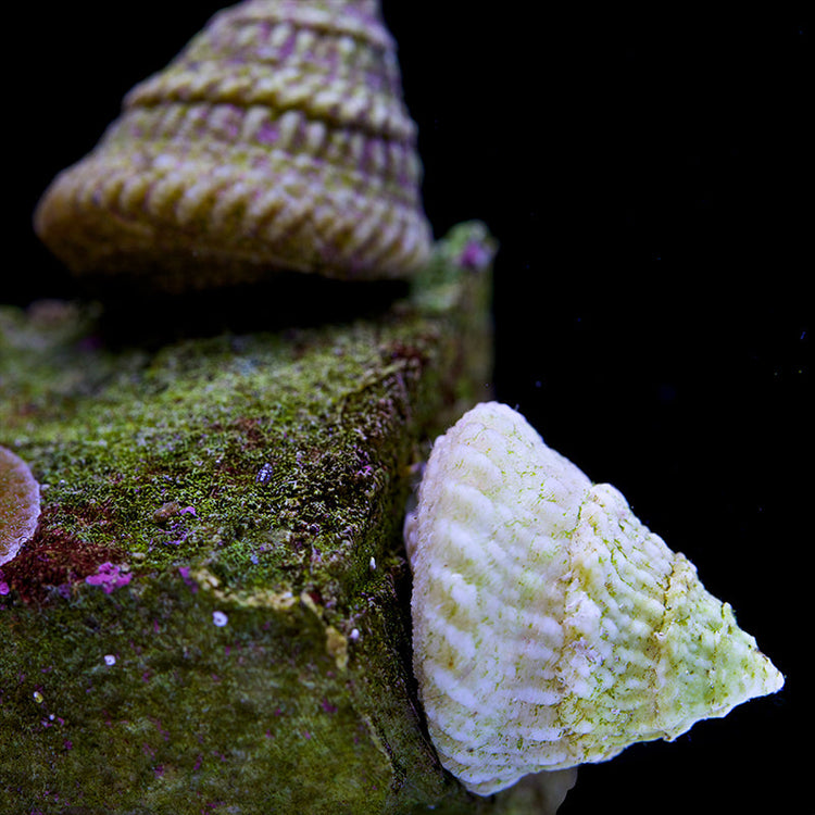 Marine Snails