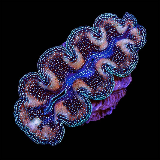 Crocea Clam - First Grade Biota Aquacultured