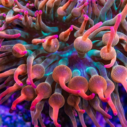 Watermelon Bubble Tip Anemone