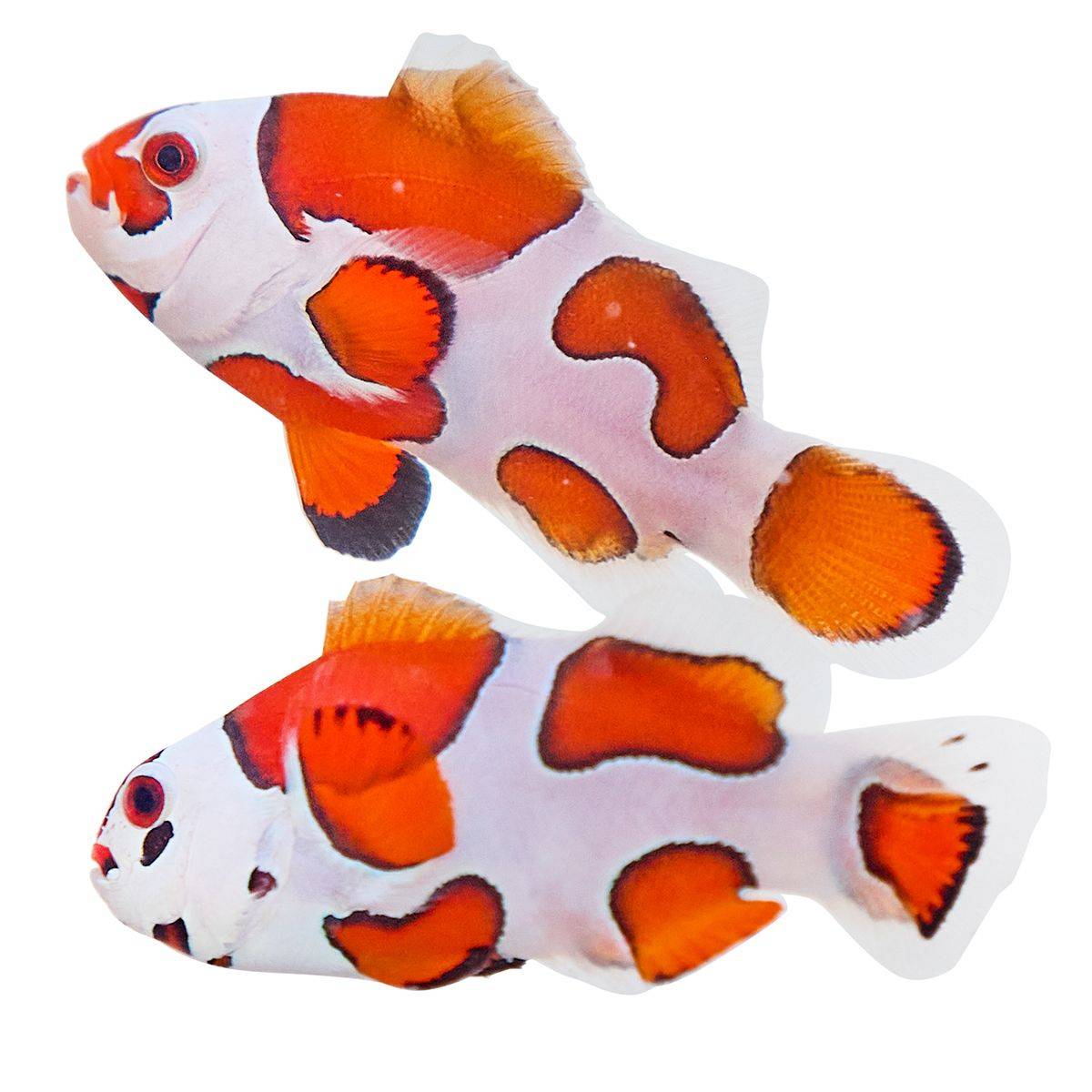 Orange Storm Clownfish - Tank Bred