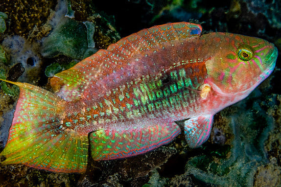 Two Spot Wrasse - Fiji