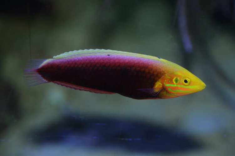 Radiant Wrasse
