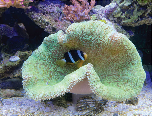 Striped Carpet Anemone