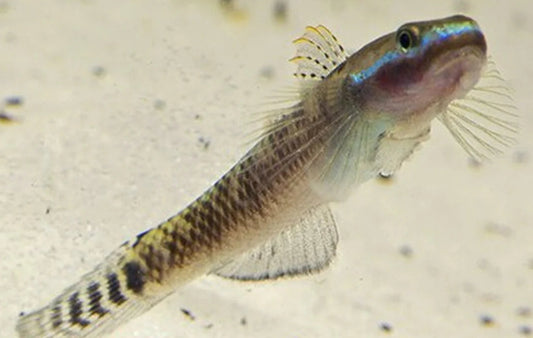 Elegant Stiphodon Goby (Male)