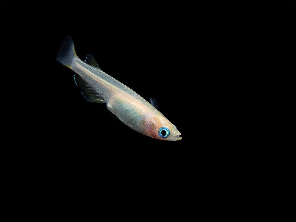 Platinum White Rice Fish