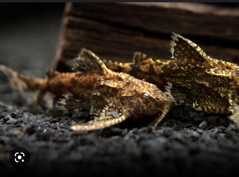 Stone Catfish (Anchor Catfish)