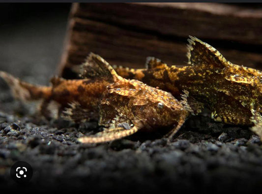 Stone Catfish (Anchor Catfish)