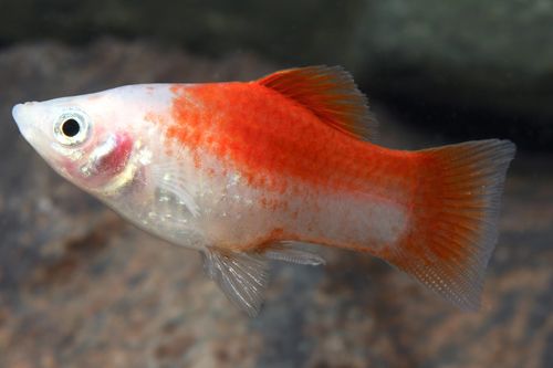 Red Top White Crescent Platy