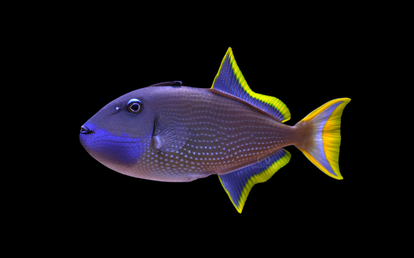 Blue Throat Trigger