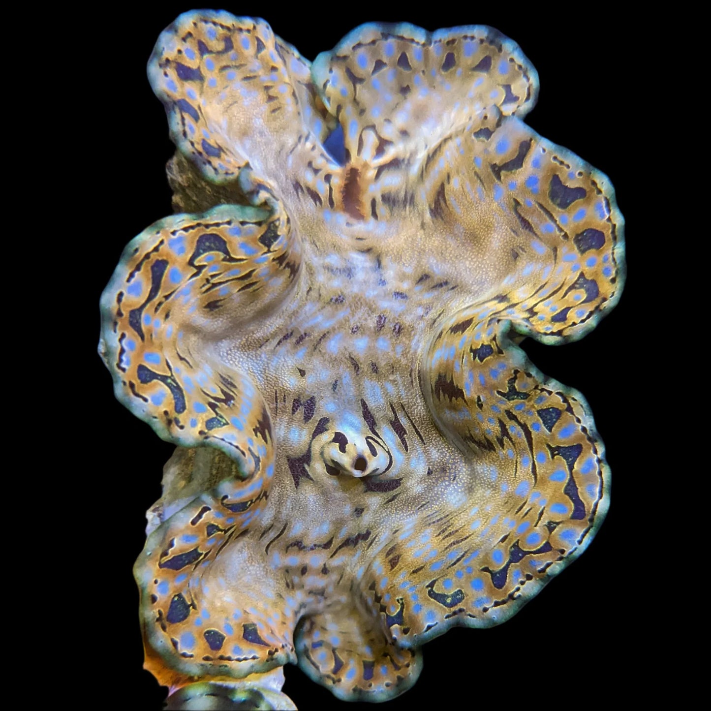 Squamosa Clam - Aquacultured