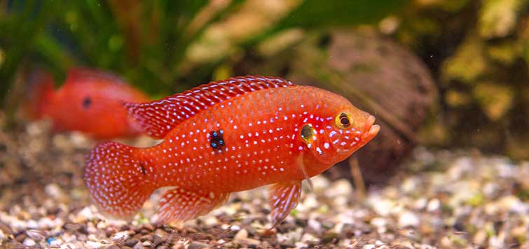 Cichlid - Red Lifalili Jewel