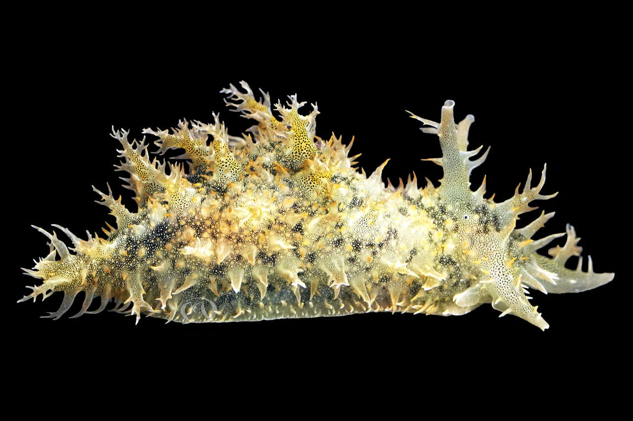 Algae Eating Sea Hare