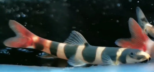 Redtailed Sand Loach